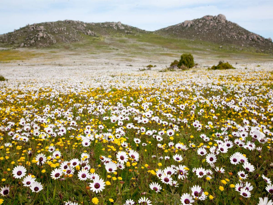 Blumenwiese im Westcoast Nationalpark - CALVENDO Foto-Puzzle'