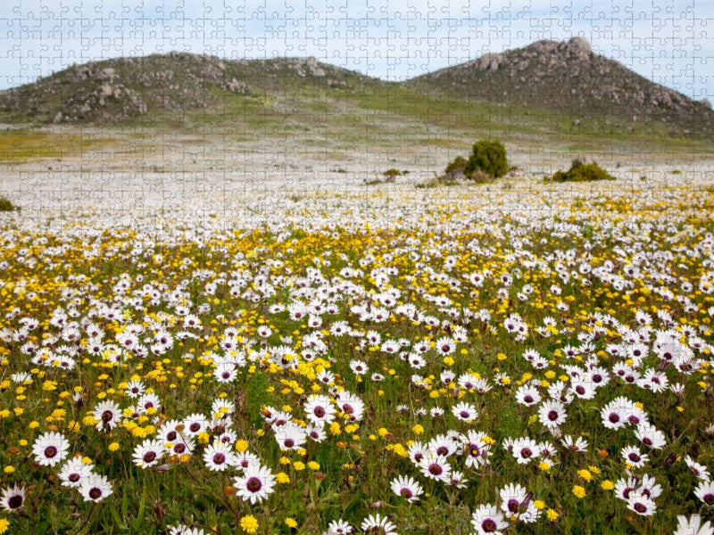 Blumenwiese im Westcoast Nationalpark - CALVENDO Foto-Puzzle'