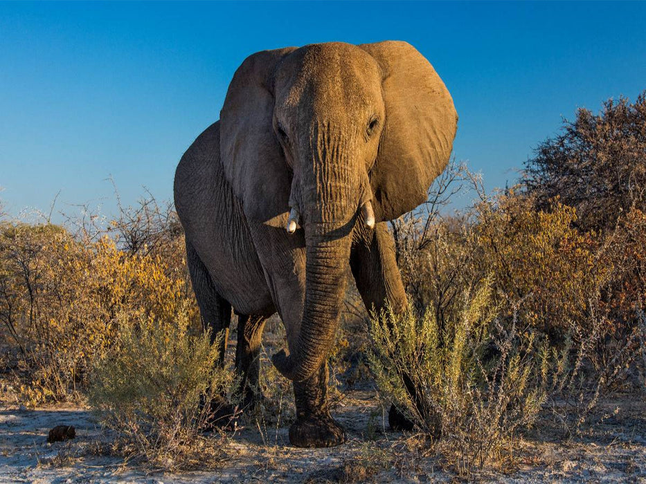 Elefant in Etosha - CALVENDO Foto-Puzzle'
