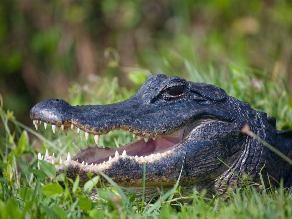 Mississippi-Alligator - CALVENDO Foto-Puzzle'