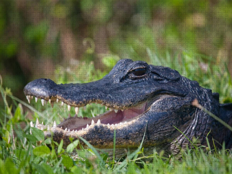 Mississippi-Alligator - CALVENDO Foto-Puzzle'