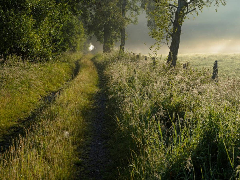 Feldweg am frühen Morgen - CALVENDO Foto-Puzzle'
