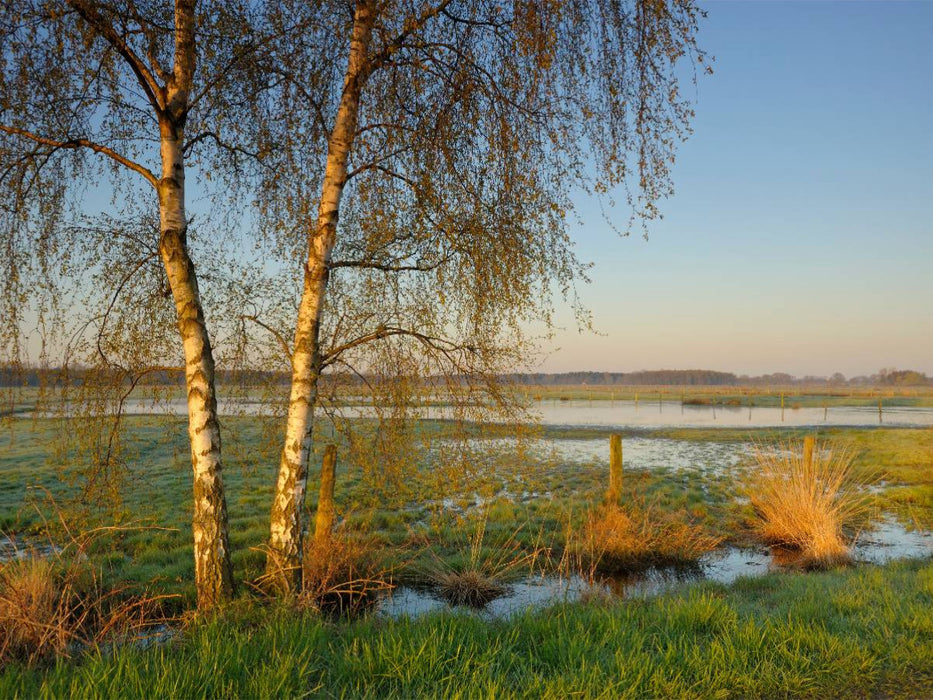 Feuchtwiese bei Sonnenaufgang - CALVENDO Foto-Puzzle'