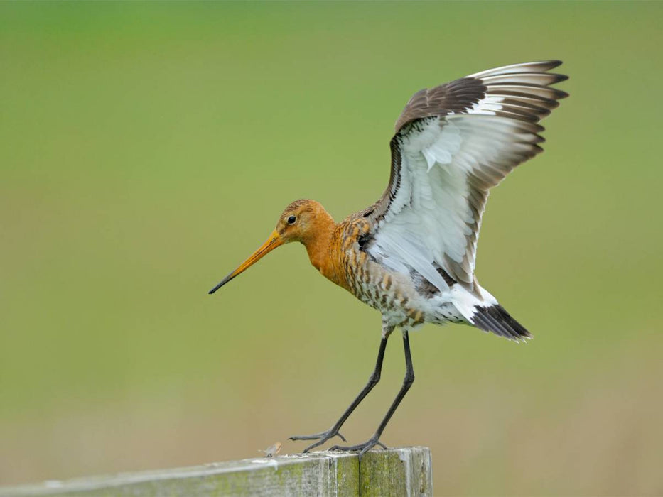 Uferschnepfe (Limosa limosa) - CALVENDO Foto-Puzzle'