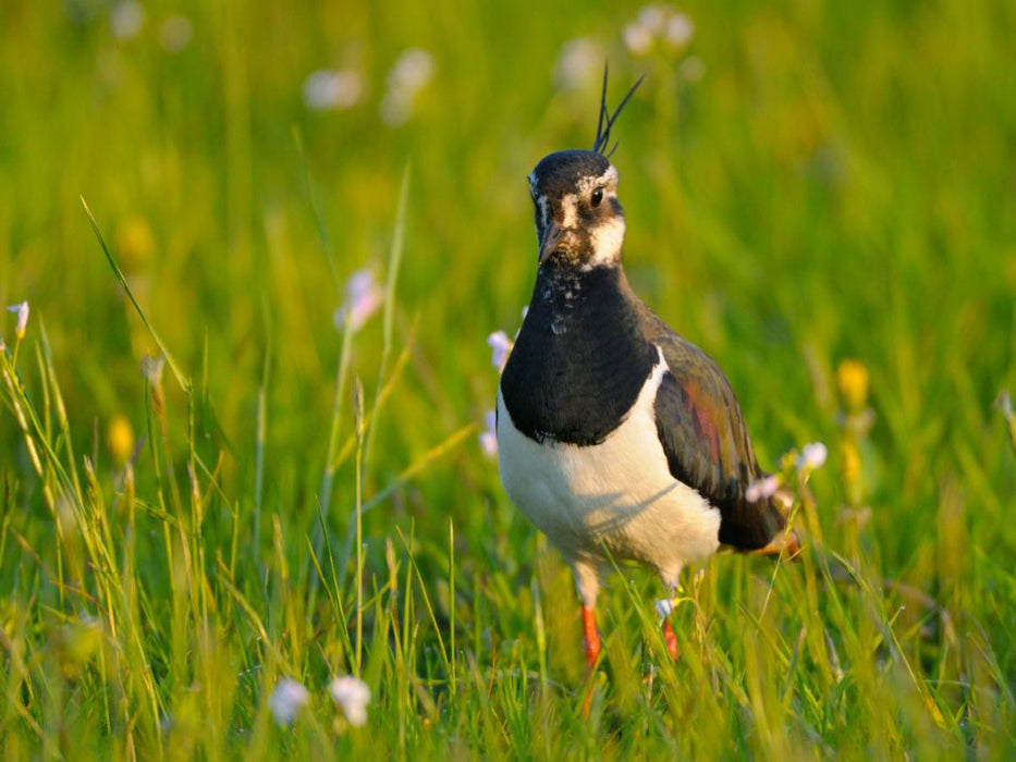 Kiebitz (Vanellus vanellus) - CALVENDO Foto-Puzzle'