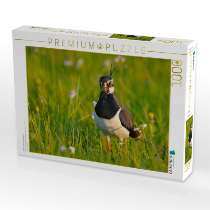 Kiebitz (Vanellus vanellus) - CALVENDO Foto-Puzzle'