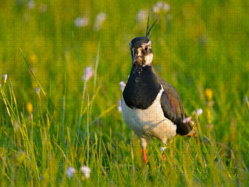 Kiebitz (Vanellus vanellus) - CALVENDO Foto-Puzzle'
