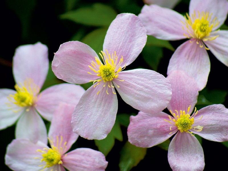 Clematis 1000 Teile Puzzle quer - CALVENDO Foto-Puzzle'