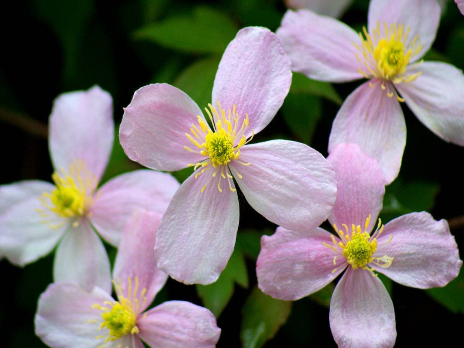 Clematis - CALVENDO Foto-Puzzle'