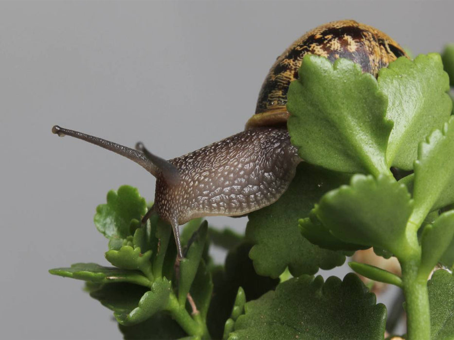 Cornu aspersum - gefleckte Weinbergschnecke - CALVENDO Foto-Puzzle'