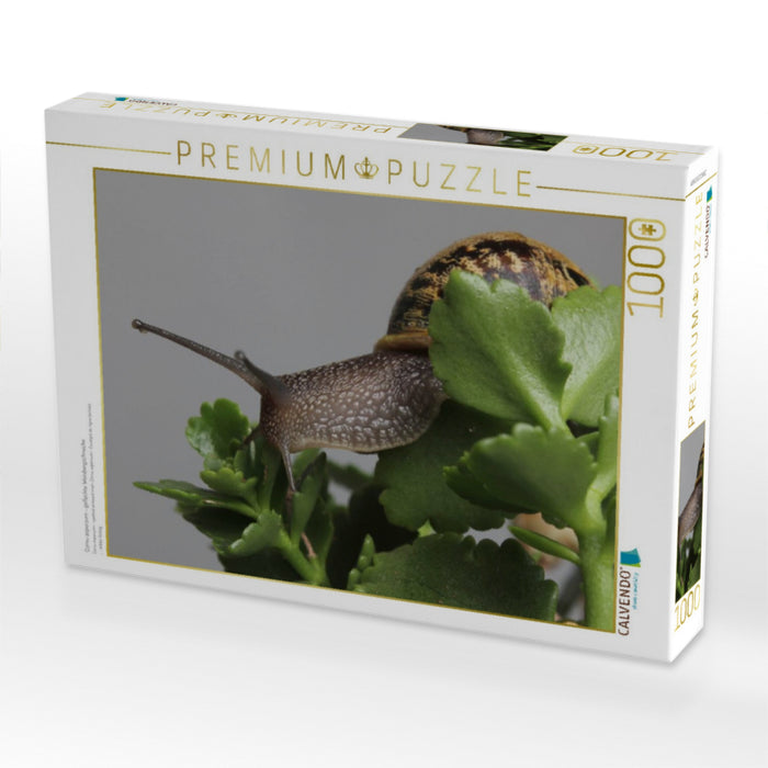 Cornu aspersum - gefleckte Weinbergschnecke - CALVENDO Foto-Puzzle'