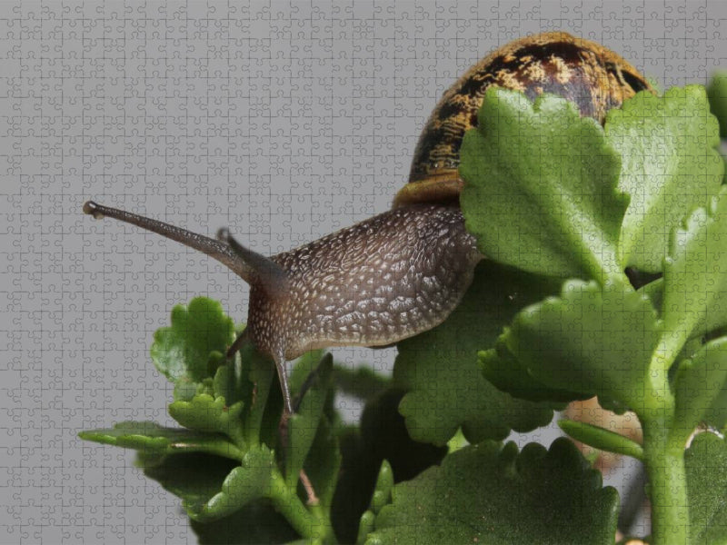 Cornu aspersum - gefleckte Weinbergschnecke - CALVENDO Foto-Puzzle'