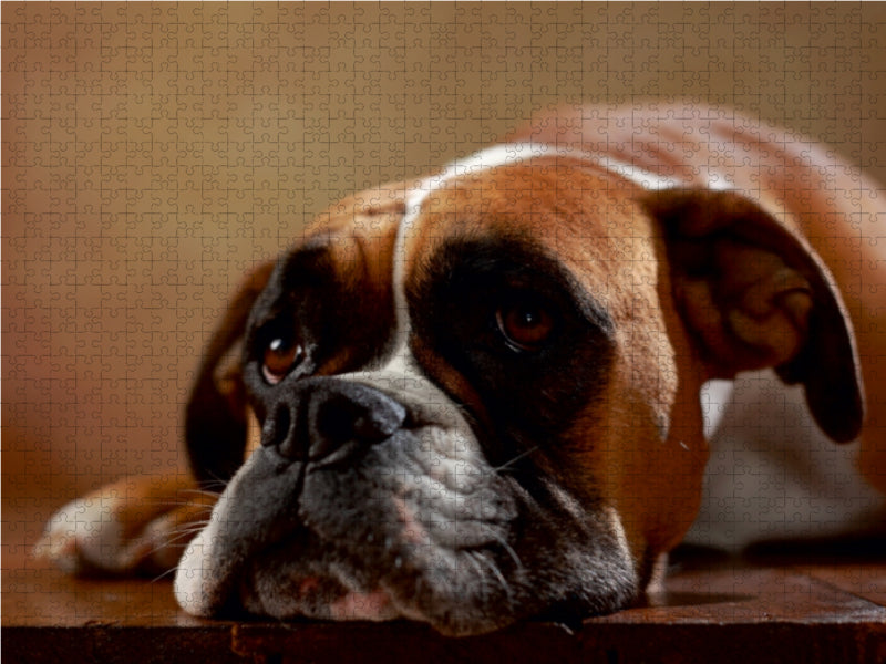 Maja - Amerikanischer Boxer, 3 Jahre 1000 Teile Puzzle quer - CALVENDO Foto-Puzzle'