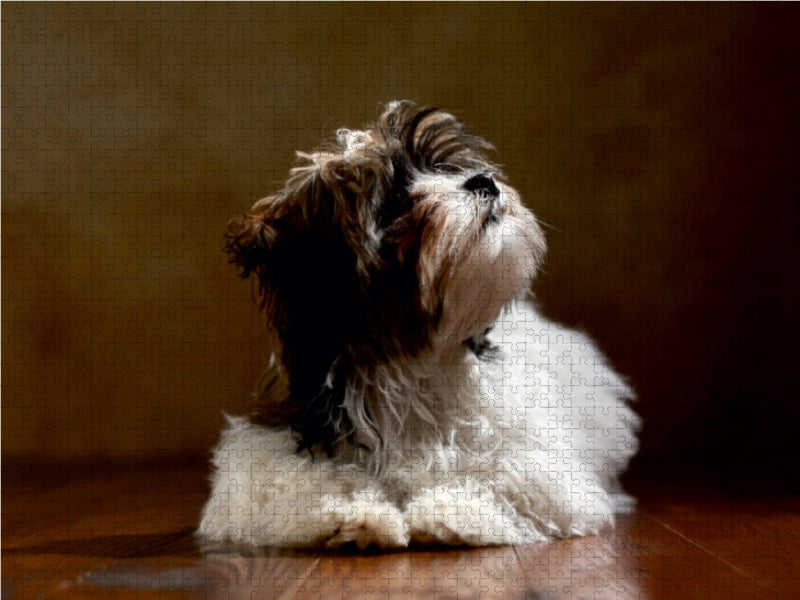 Levi - Bolonka Zwetna, 19 Wochen 1000 Teile Puzzle quer - CALVENDO Foto-Puzzle'