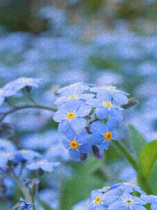 Vergissmeinnicht (Myosotis) - CALVENDO Foto-Puzzle'