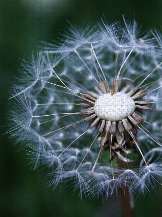 Pusteblume - CALVENDO Foto-Puzzle'