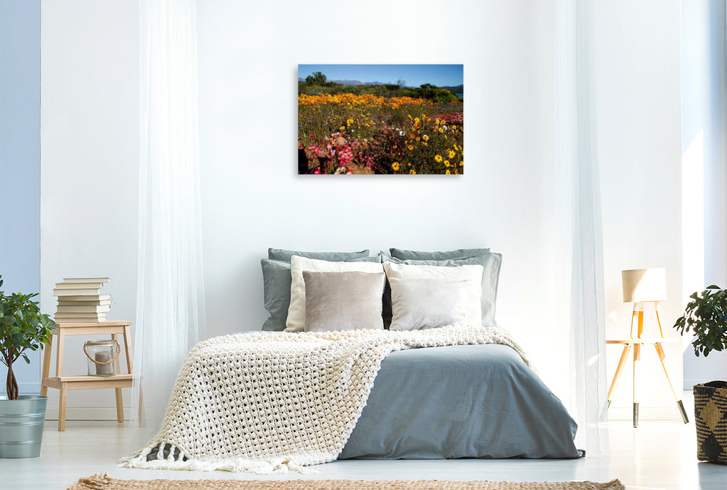 Toile textile premium Toile textile premium 120 cm x 80 cm Paysage Semi-désert fleuri, Namaqualand, Afrique du Sud 