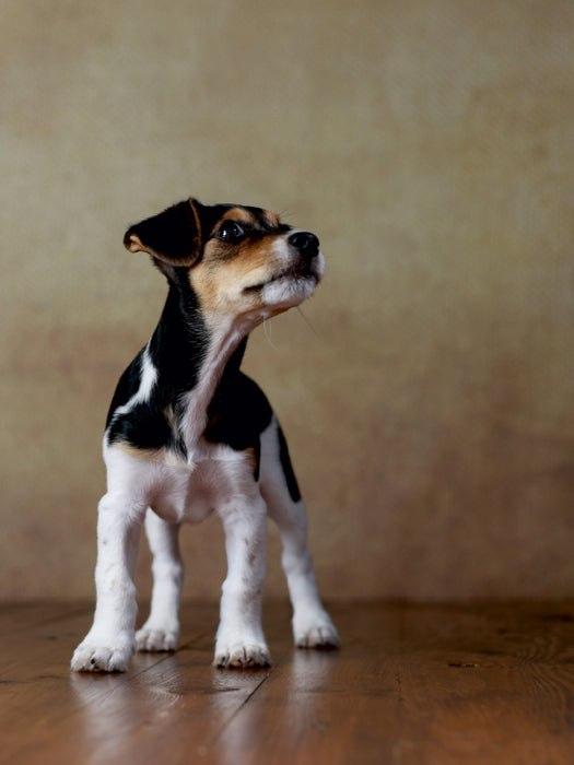 Liu - Jack Russel-Terrier, 10 Wochen 1000 Teile Puzzle hoch - CALVENDO Foto-Puzzle'