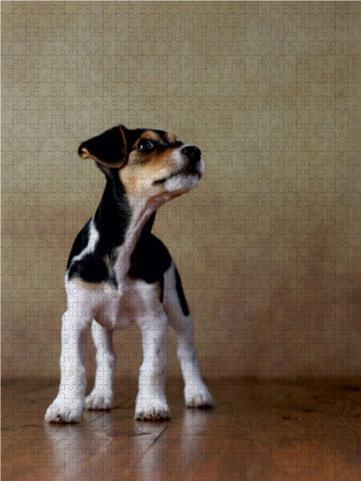 Liu - Jack Russel-Terrier, 10 Wochen 1000 Teile Puzzle hoch - CALVENDO Foto-Puzzle'