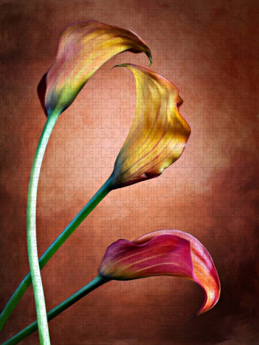 Zantedeschia Aethiopica, Calla Blumen - CALVENDO Foto-Puzzle'