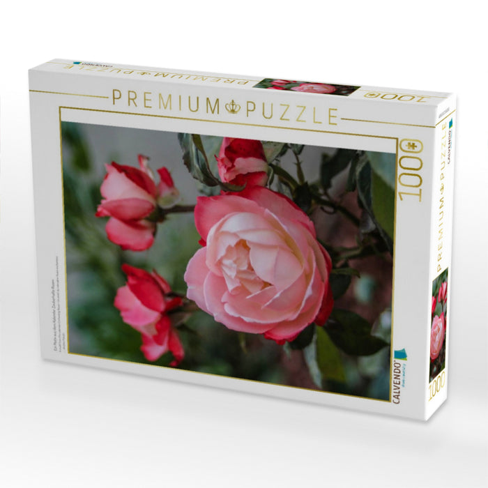 Ein Motiv aus dem Kalender Zauberhafte Rosen - CALVENDO Foto-Puzzle'