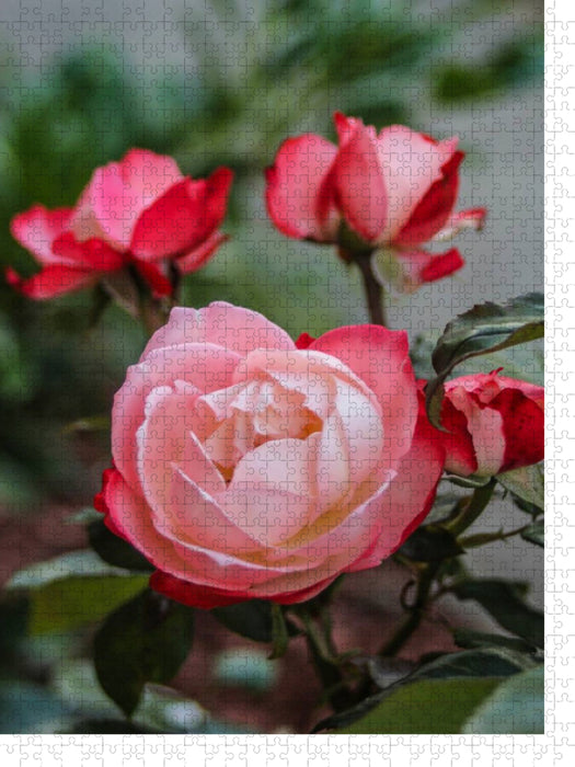 Ein Motiv aus dem Kalender Zauberhafte Rosen - CALVENDO Foto-Puzzle'