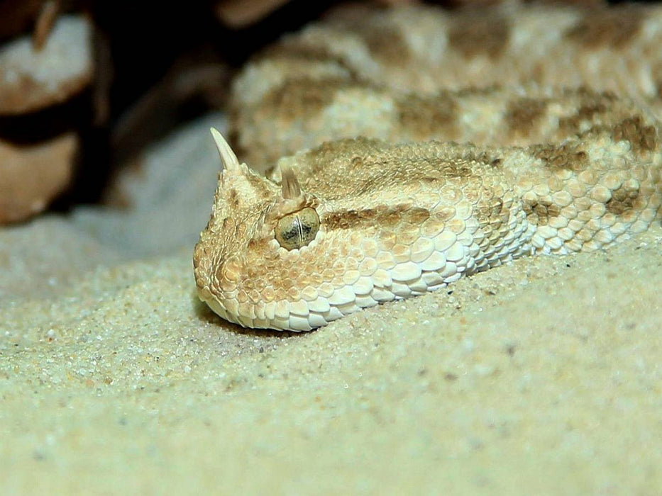 Gefährliche Schlangen - Hornviper - CALVENDO Foto-Puzzle'