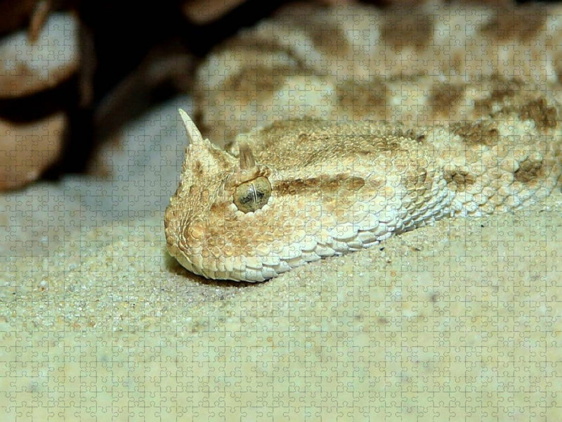 Gefährliche Schlangen - Hornviper - CALVENDO Foto-Puzzle'