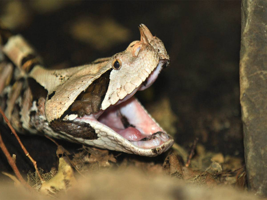 Gefährliche Schlangen - Gabunviper - CALVENDO Foto-Puzzle'