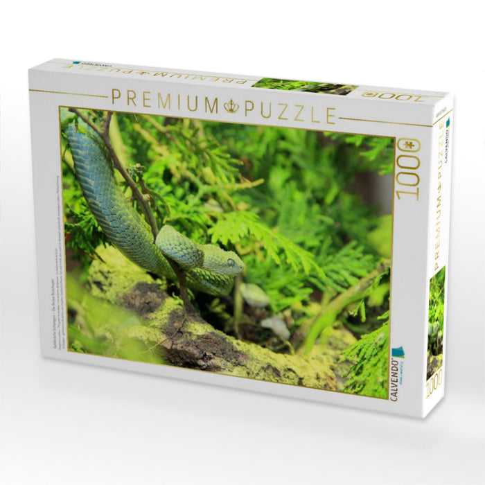 Gefährliche Schlangen - Die Grüne Buschviper - CALVENDO Foto-Puzzle'