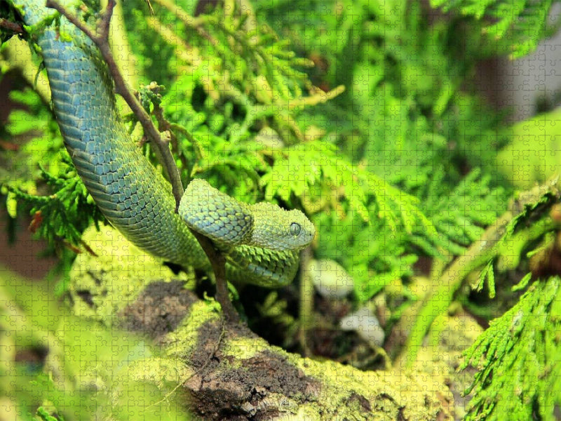Gefährliche Schlangen - Die Grüne Buschviper - CALVENDO Foto-Puzzle'