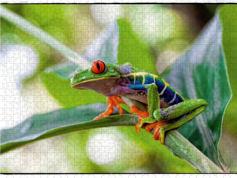 Red-eyed tree frog - CALVENDO photo puzzle 