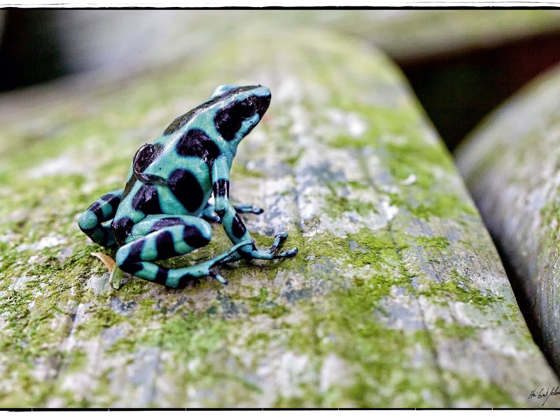 Pfeilgift,- Baumsteigerfrosch mit Kind auf dem Rücken 1000 Teile Puzzle quer - CALVENDO Foto-Puzzle'