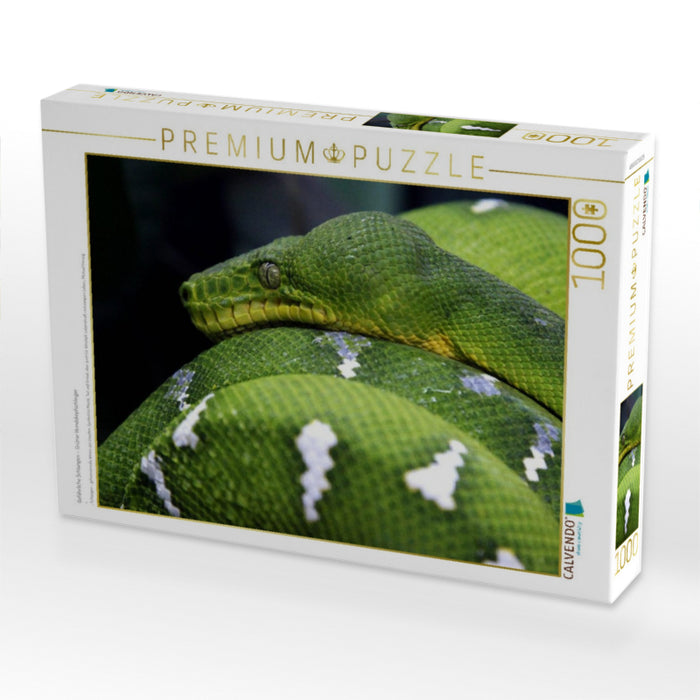 Gefährliche Schlangen - Grüner Hundskopfschlinger - CALVENDO Foto-Puzzle'