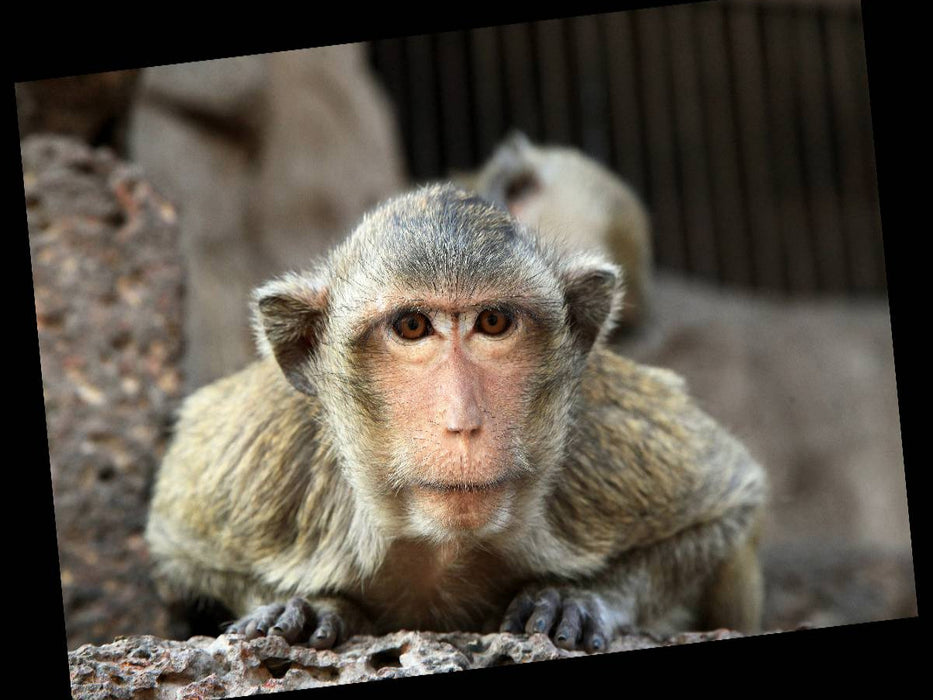 Thailand, Affe in Lopburi - CALVENDO Foto-Puzzle'