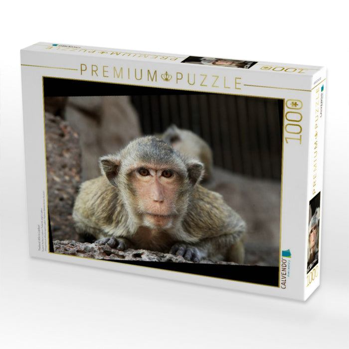 Thailand, Affe in Lopburi - CALVENDO Foto-Puzzle'