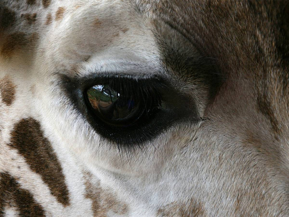 Giraffen – Augen-Blick - CALVENDO Foto-Puzzle'