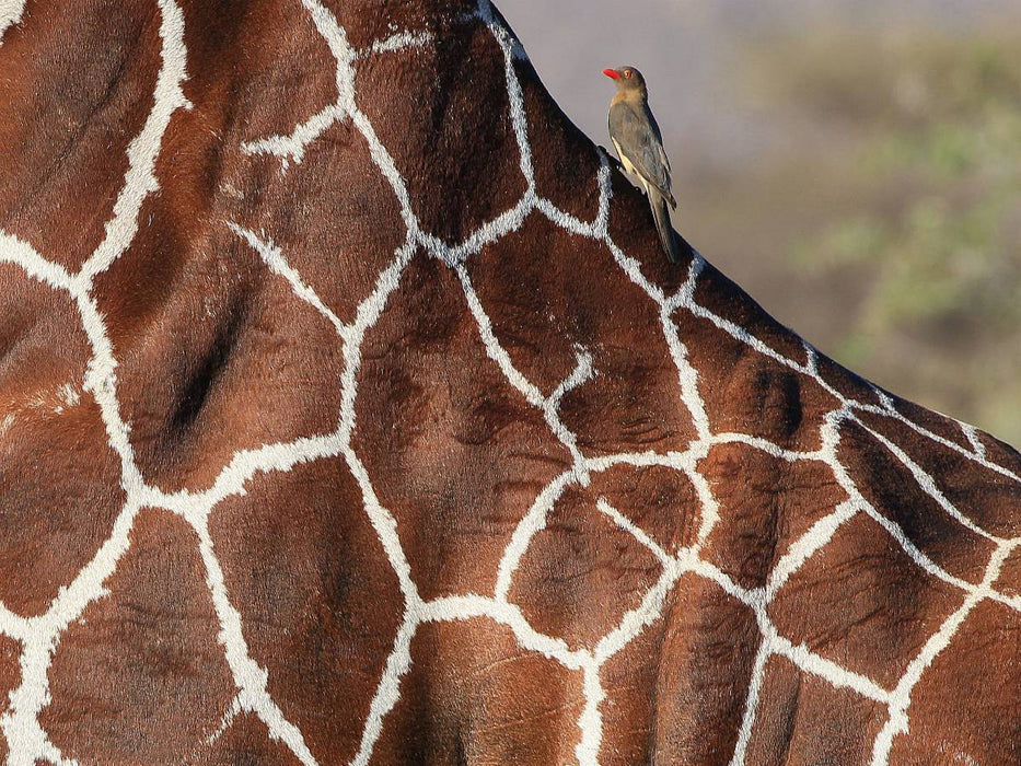 Giraffen – Sanftheit und Anmut (1) - CALVENDO Foto-Puzzle'