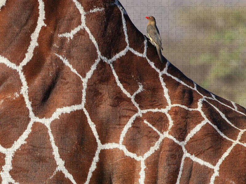 Giraffen – Sanftheit und Anmut (1) - CALVENDO Foto-Puzzle'