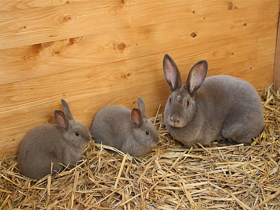 Tierkinder - Kaninchenrasse "Rex" - CALVENDO Foto-Puzzle'