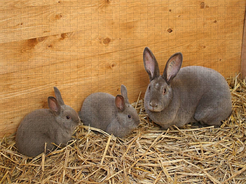 Tierkinder - Kaninchenrasse "Rex" - CALVENDO Foto-Puzzle'