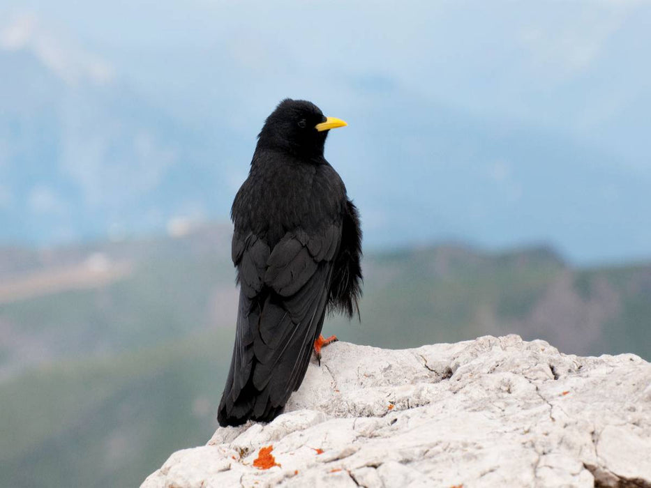Alpendohle in den Dolomiten - CALVENDO Foto-Puzzle'