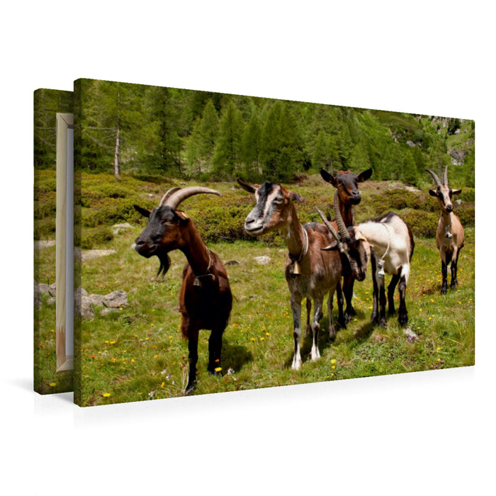 Premium Textil-Leinwand Neugierige Ziegenherde