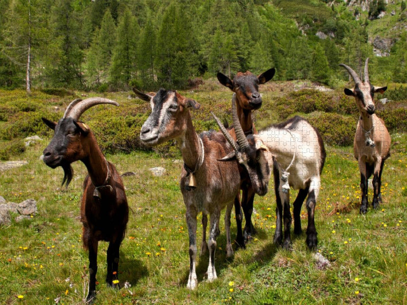 Neugierige Ziegenherde - CALVENDO Foto-Puzzle'