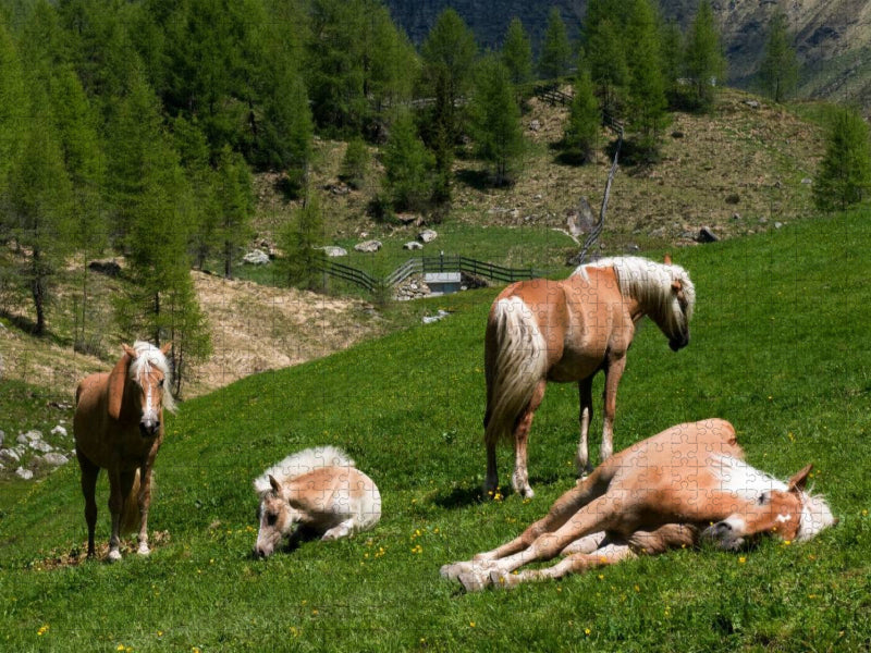 Haflinger Pferde in Rein in Taufers - CALVENDO Foto-Puzzle'