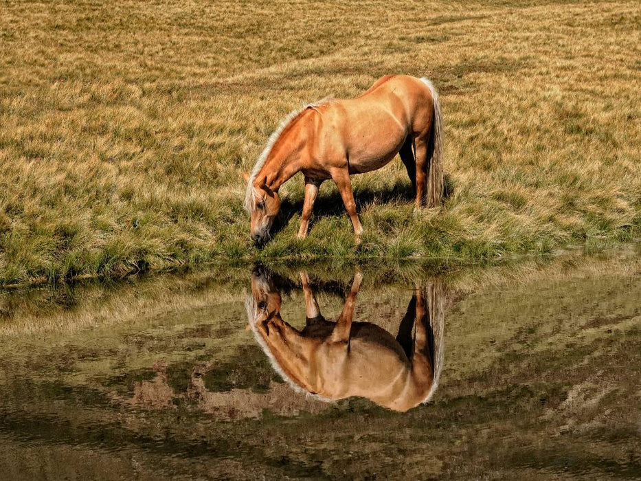 Ein Motiv aus dem Kalender Pferde - Hobby und Leidenschaft - CALVENDO Foto-Puzzle'
