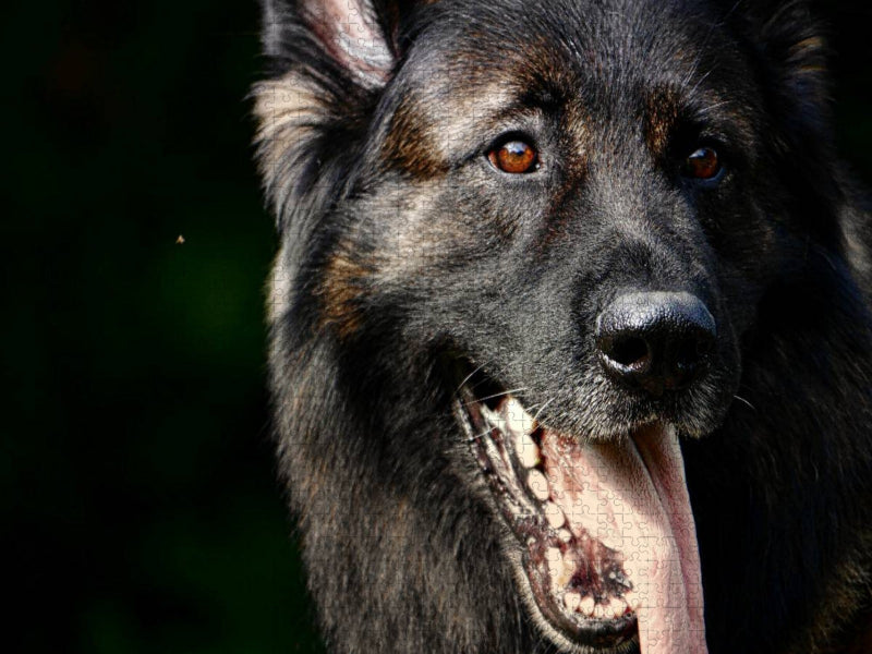 Liebeserklärung an den Schäferhund - CALVENDO Foto-Puzzle'