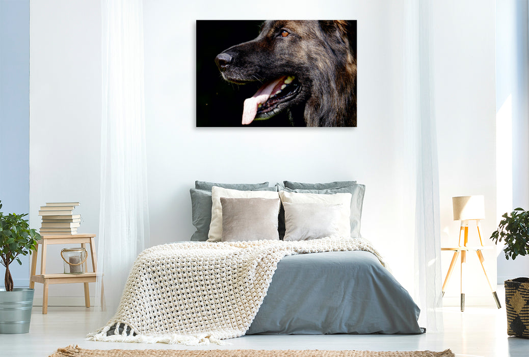 Premium Textil-Leinwand Premium Textil-Leinwand 120 cm x 80 cm quer Liebeserklärung an den Schäferhund