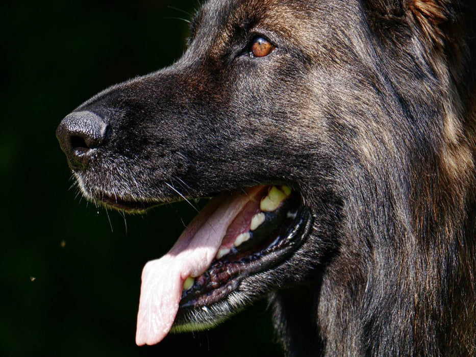 Liebeserklärung an den Schäferhund - CALVENDO Foto-Puzzle'