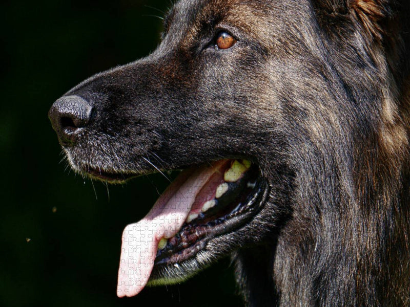 Liebeserklärung an den Schäferhund - CALVENDO Foto-Puzzle'